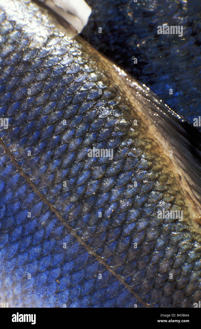 fish scales Stock Photo Alamy
