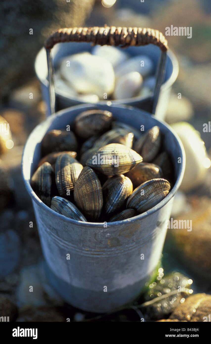 tin can of clams Stock Photo Alamy