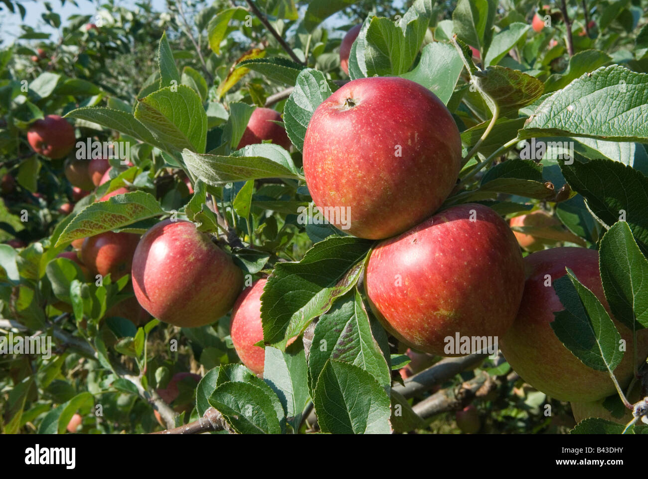 English Apples. Kidds Orange apples Lathcoats Apple Farm Galleywood Essex UK HOMER SYKES Stock Photo
