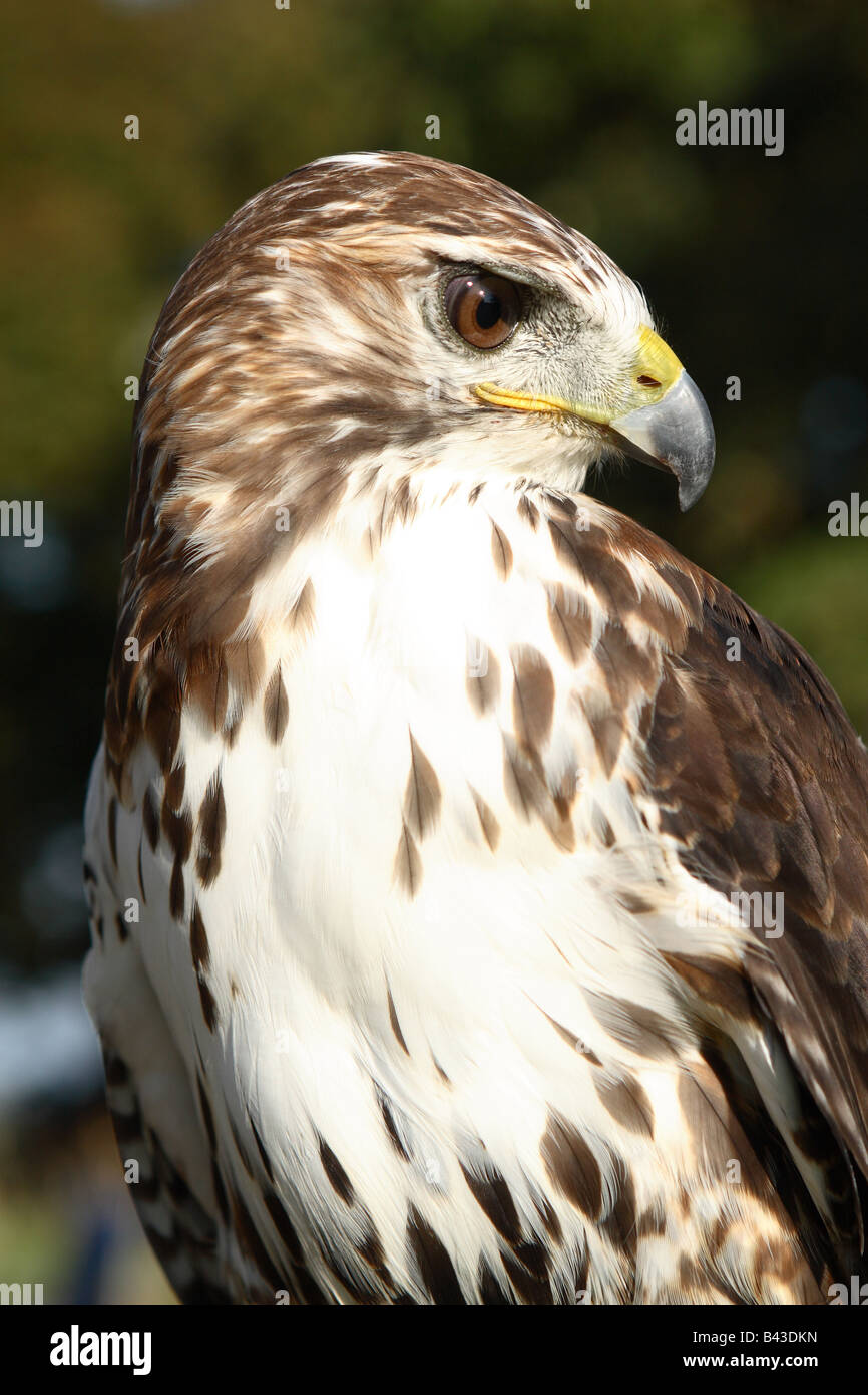 Red Tail Hawk Buteo jamaicensis native falcon of North America Canada and the USA Stock Photo