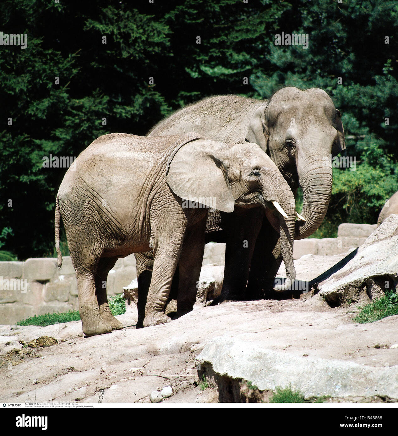 zoology / animals, mammal / mammalian, Elephantidae, African Bush Elephant (Loxodonta africana), two elephants, distribution: Africa, Additional-Rights-Clearance-Info-Not-Available Stock Photo