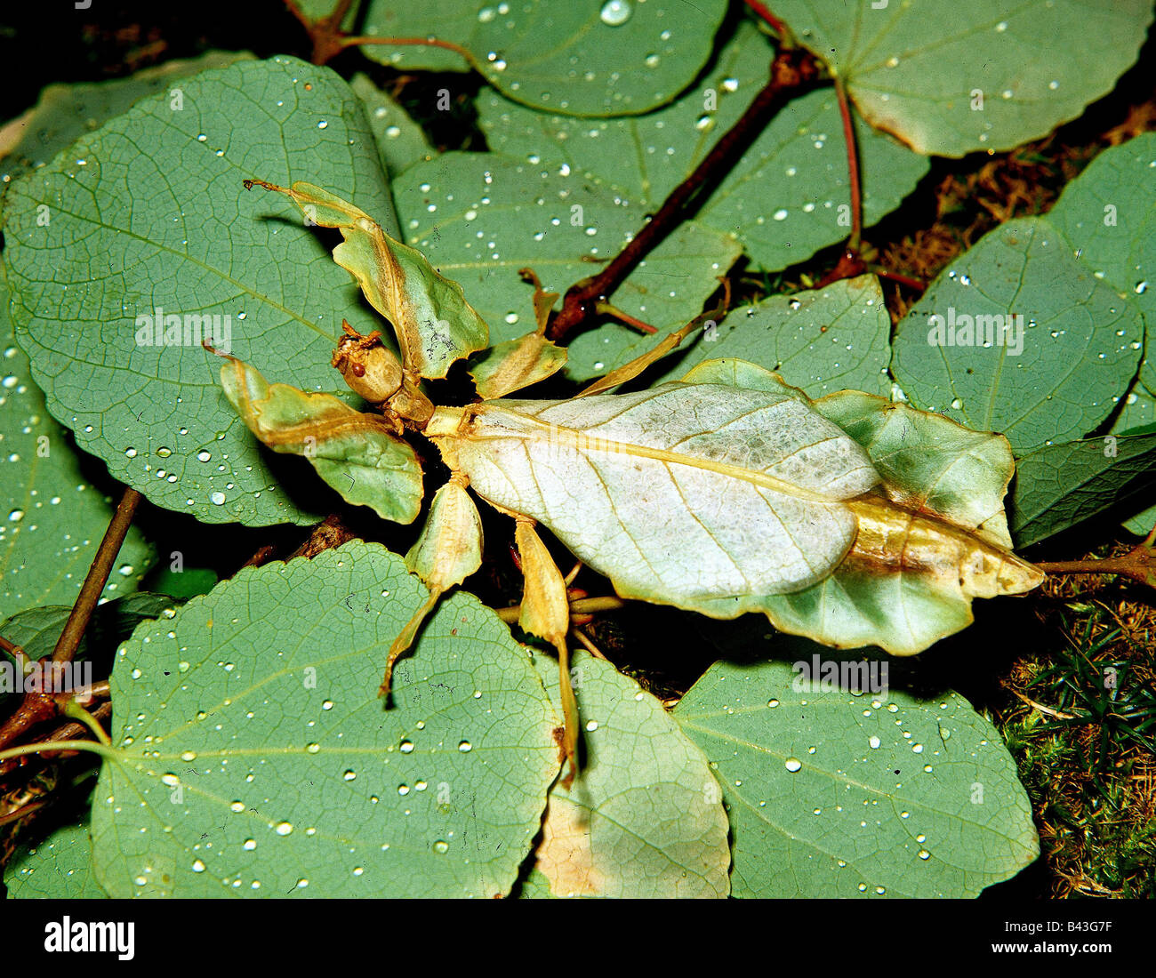 zoology / animals, insects, locusts, Leaf Insect, (Phyllium bioculatum), on ground, distribution: Malayan archipelago, New Guinea, Additional-Rights-Clearance-Info-Not-Available Stock Photo