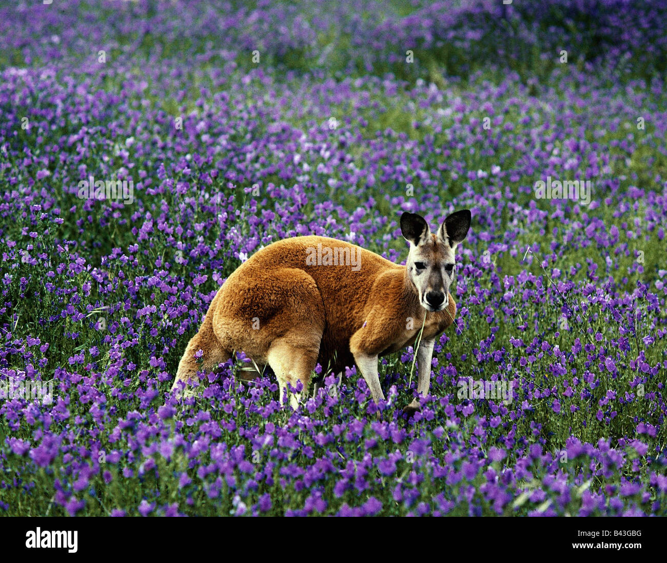 zoology / animals, mammal / mammalian, kangaroos, Red Kangaroo