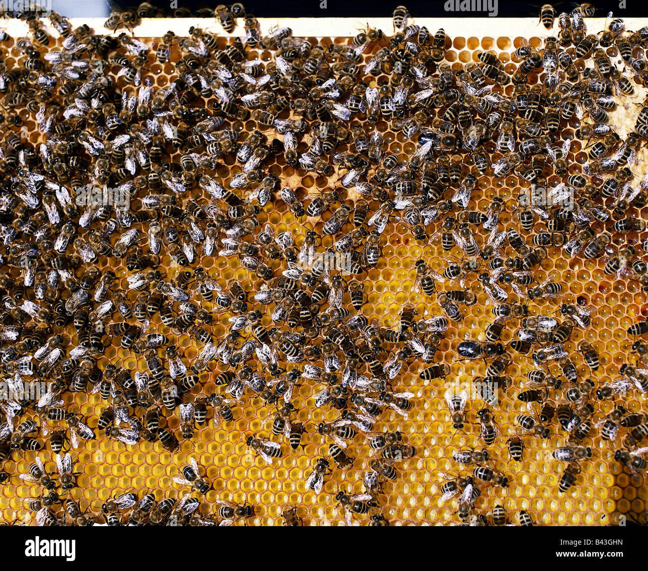 zoology / animals, insect, bees, Western honey bee, (Apis mellifera