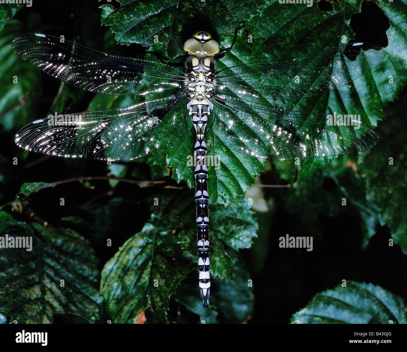Insect of iran hi-res stock photography and images - Alamy