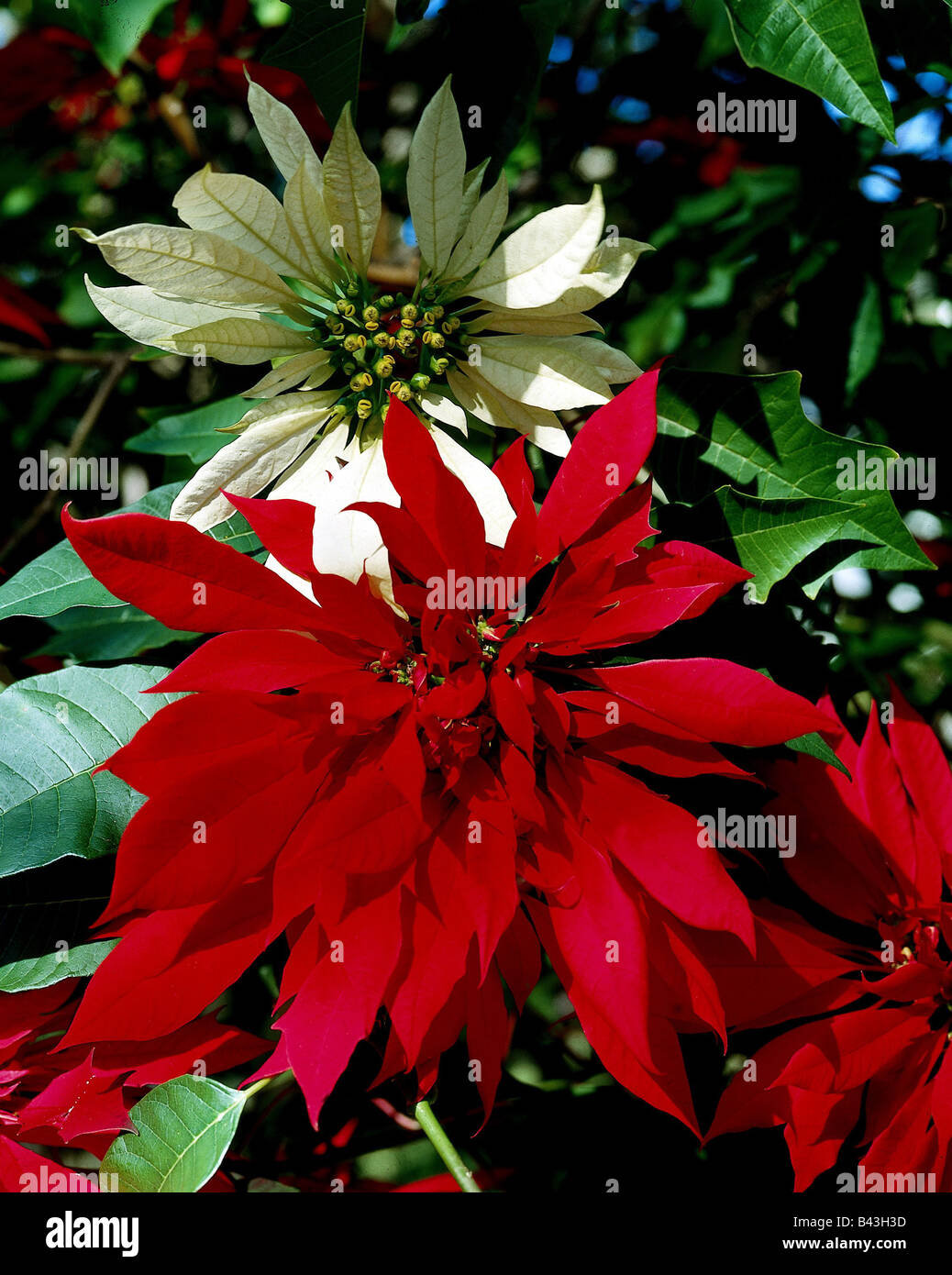 botany, Spurge, (Euphorbia), Christmas star, (Euphorbia pulcherrima), blossoms, , Additional-Rights-Clearance-Info-Not-Available Stock Photo