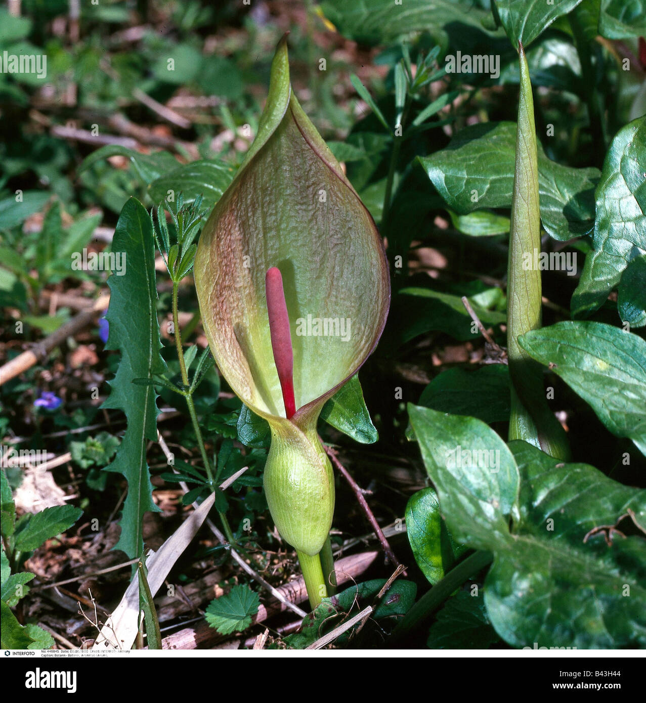 botany, Cuckoo pint, (Arum maculatum), shoot, , Additional-Rights-Clearance-Info-Not-Available Stock Photo