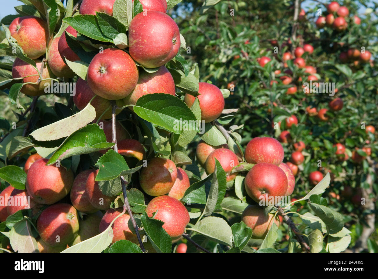 English Apples. Kidds Orange apple, Lathcoats Apple Farm Galleywood Essex UK  HOMER SYKES Stock Photo