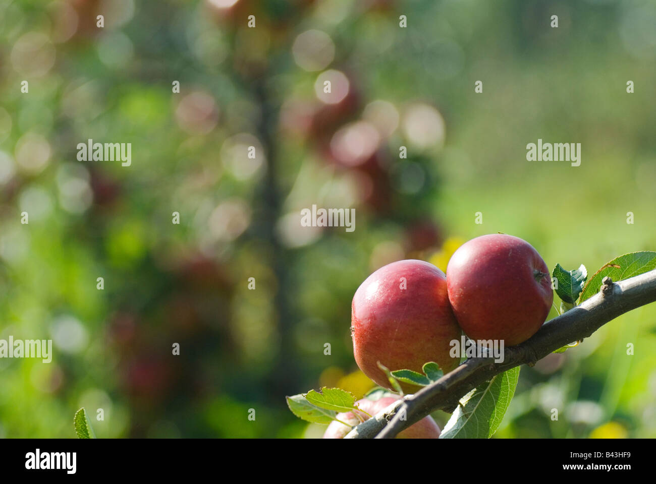 English Apples. Meridian apples, Lathcoats Apple, Farm Galleywood Essex UK 2008 HOMER SYKES Stock Photo
