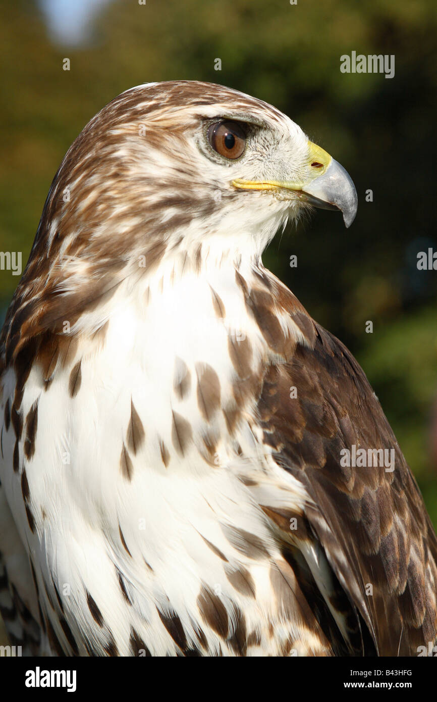 Red Tail Hawk Buteo jamaicensis native falcon of North America Canada and the USA Stock Photo