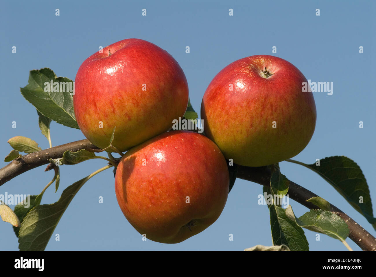 English Apples Meridian apples Lathcoats Apple Farm Galleywood Essex UK Stock Photo