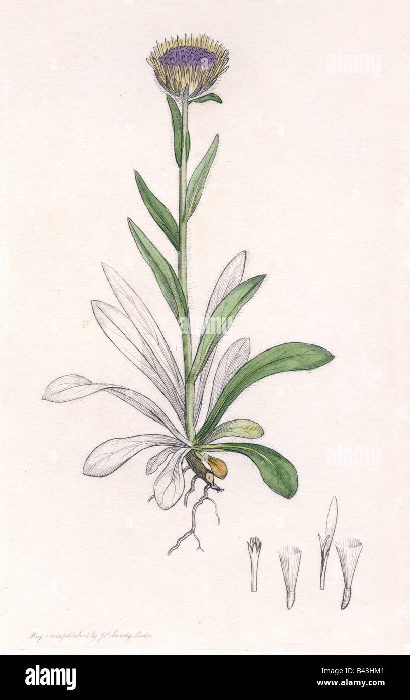 botany, Fleabane (Erigon), species 'Alpine Fleabane' (Erigon uniflorus), engraving, 1812, by James Sowerby, 'English Botany', 1790 - 1840, London, , Stock Photo