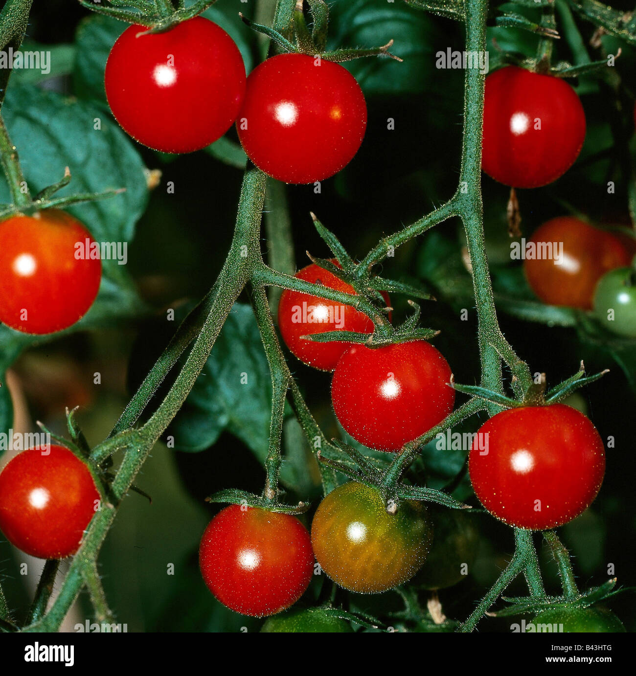 botany, tomato, (Lycopersicon), Cherry tomato, (Lycopersicon esculentum cerasiforme), fruits, at branch, Additional-Rights-Clearance-Info-Not-Available Stock Photo