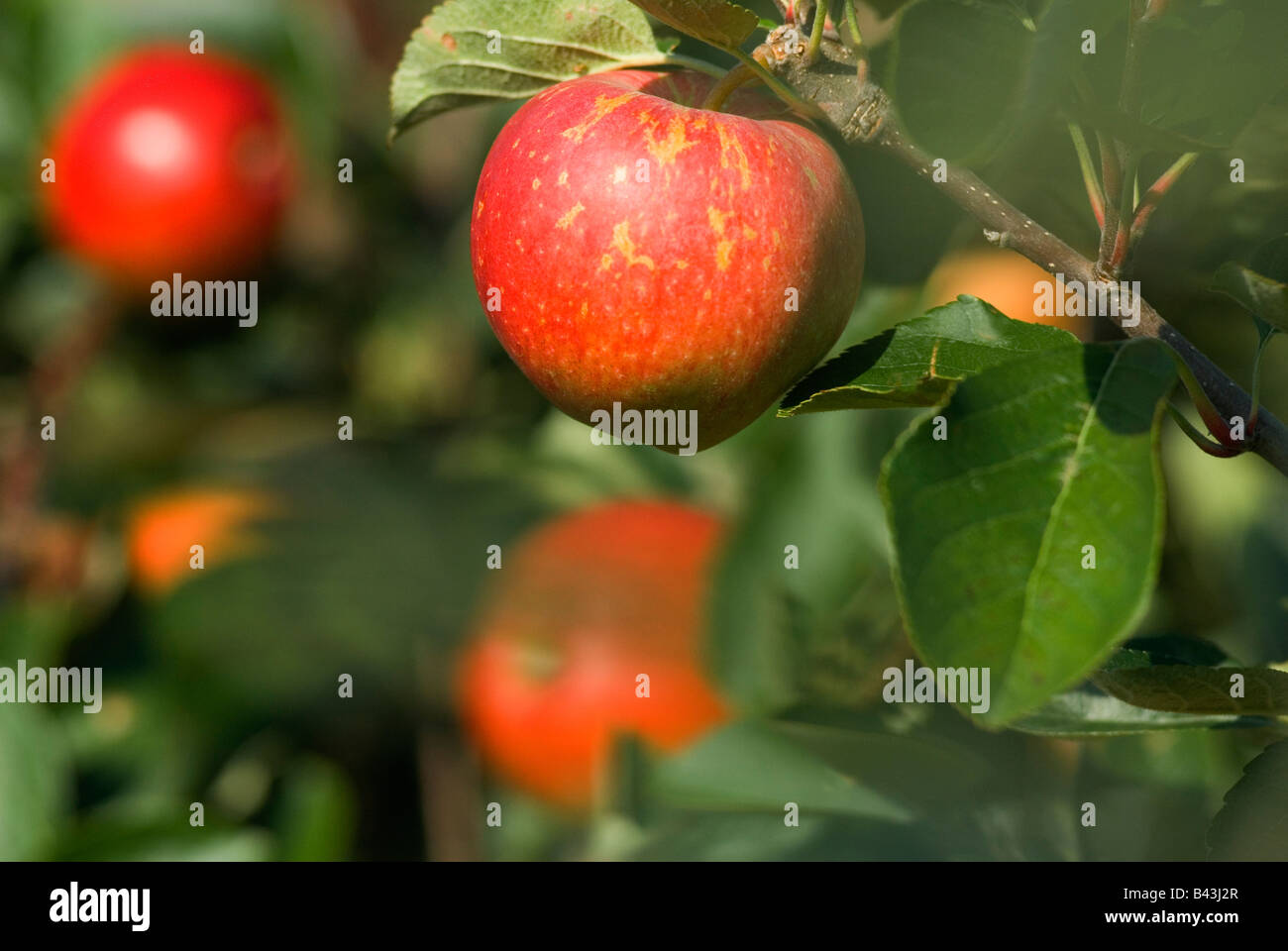 English Apples Lathcoats Apple Farm Galleywood Essex UK  Kidds Orange apple. Stock Photo