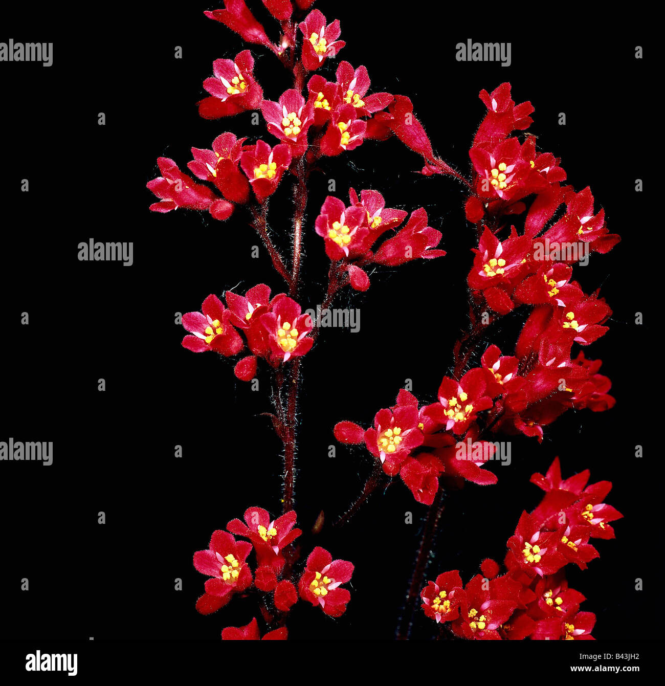 botany, coral bells, (Heuchera), 'Heuchera hybride', blossoms, at shoot, studio shot, Additional-Rights-Clearance-Info-Not-Available Stock Photo