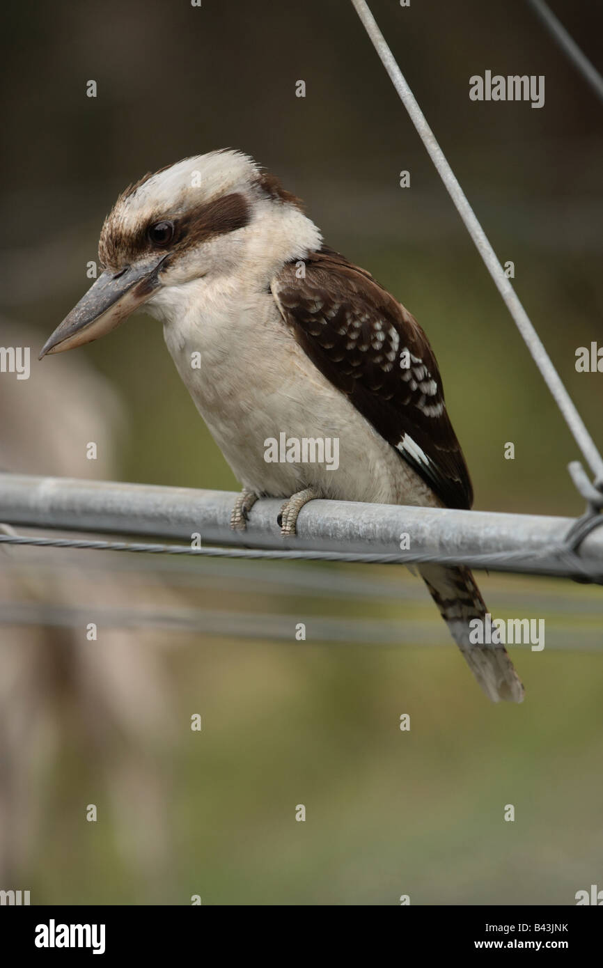 Kookaburra on a Clothes Hanger Stock Photo Alamy