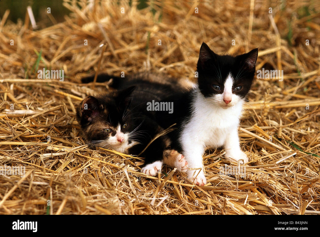 Kitten in the straw hi-res stock photography and images - Alamy