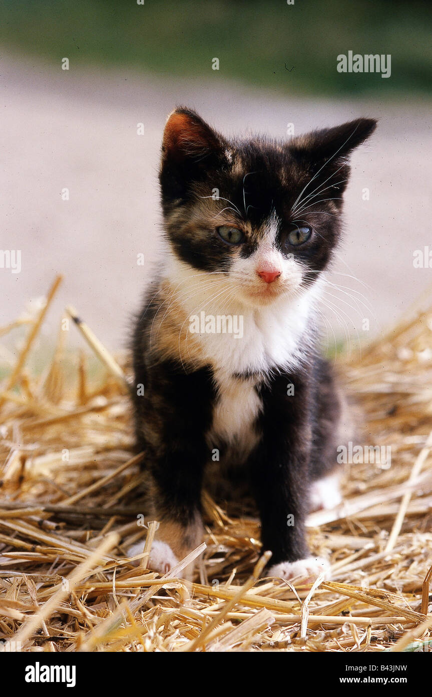 CAT. Kitten sitting in straw Stock Photo - Alamy