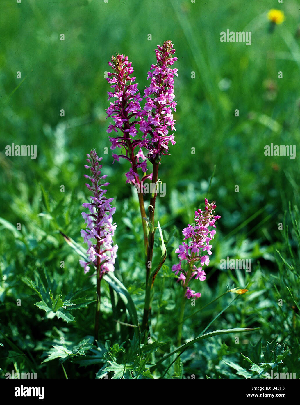botany, Orchid, (Orchis), in meadow, Additional-Rights-Clearance-Info-Not-Available Stock Photo