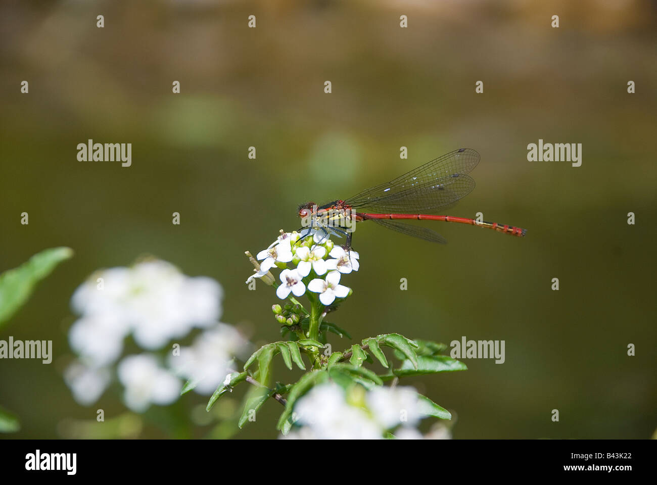 Large Red Damsel Fly on Watercress Stock Photo