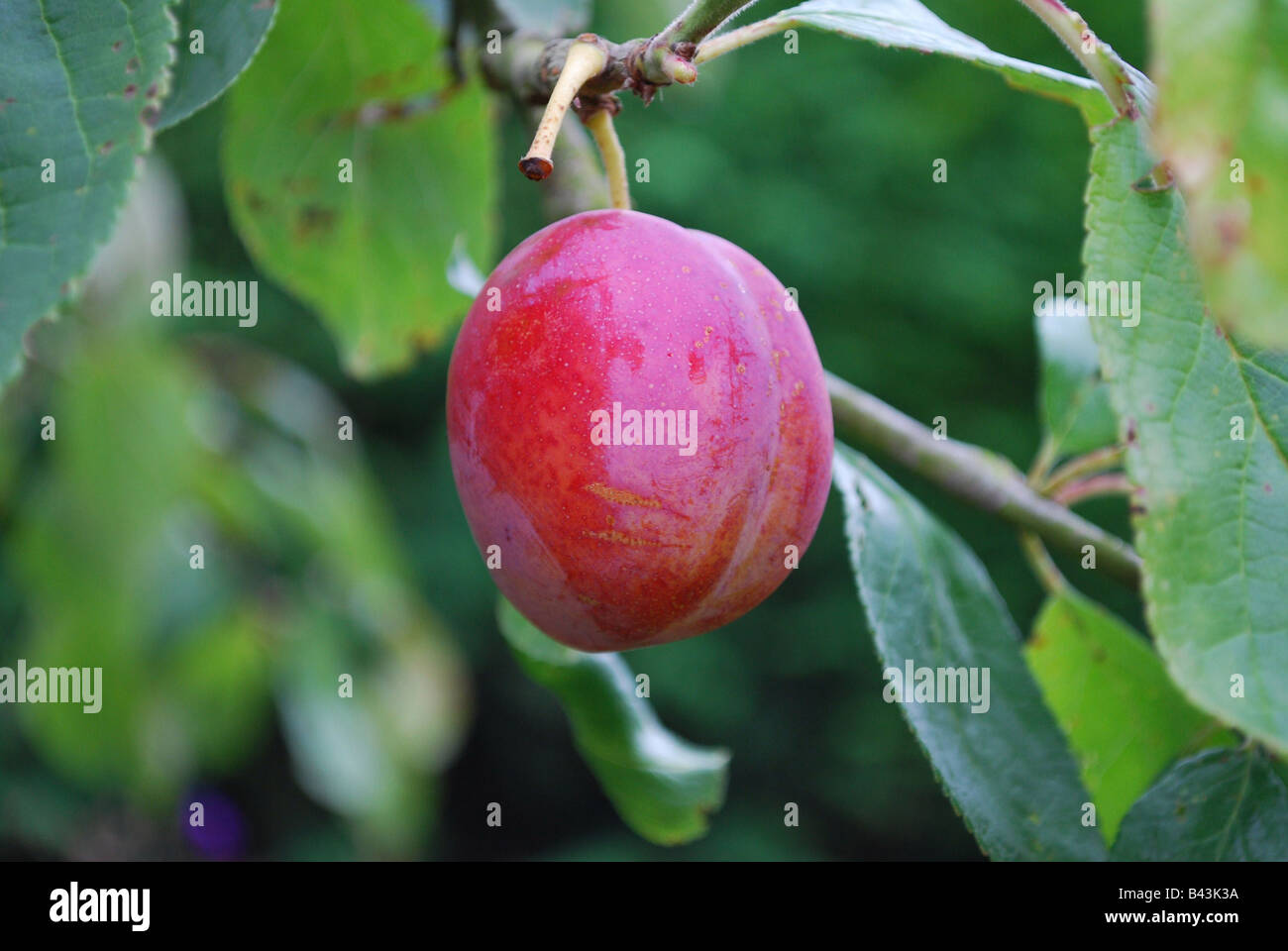 Victoria plum growing on plum tree Stock Photo Alamy