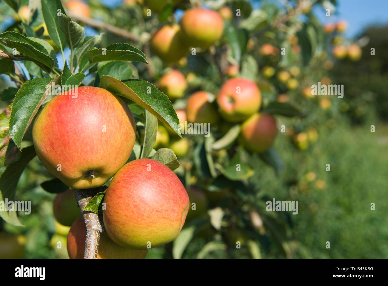 English Apples Pinova apples Lathcoats Apple Farm Galleywood Essex UK Stock Photo