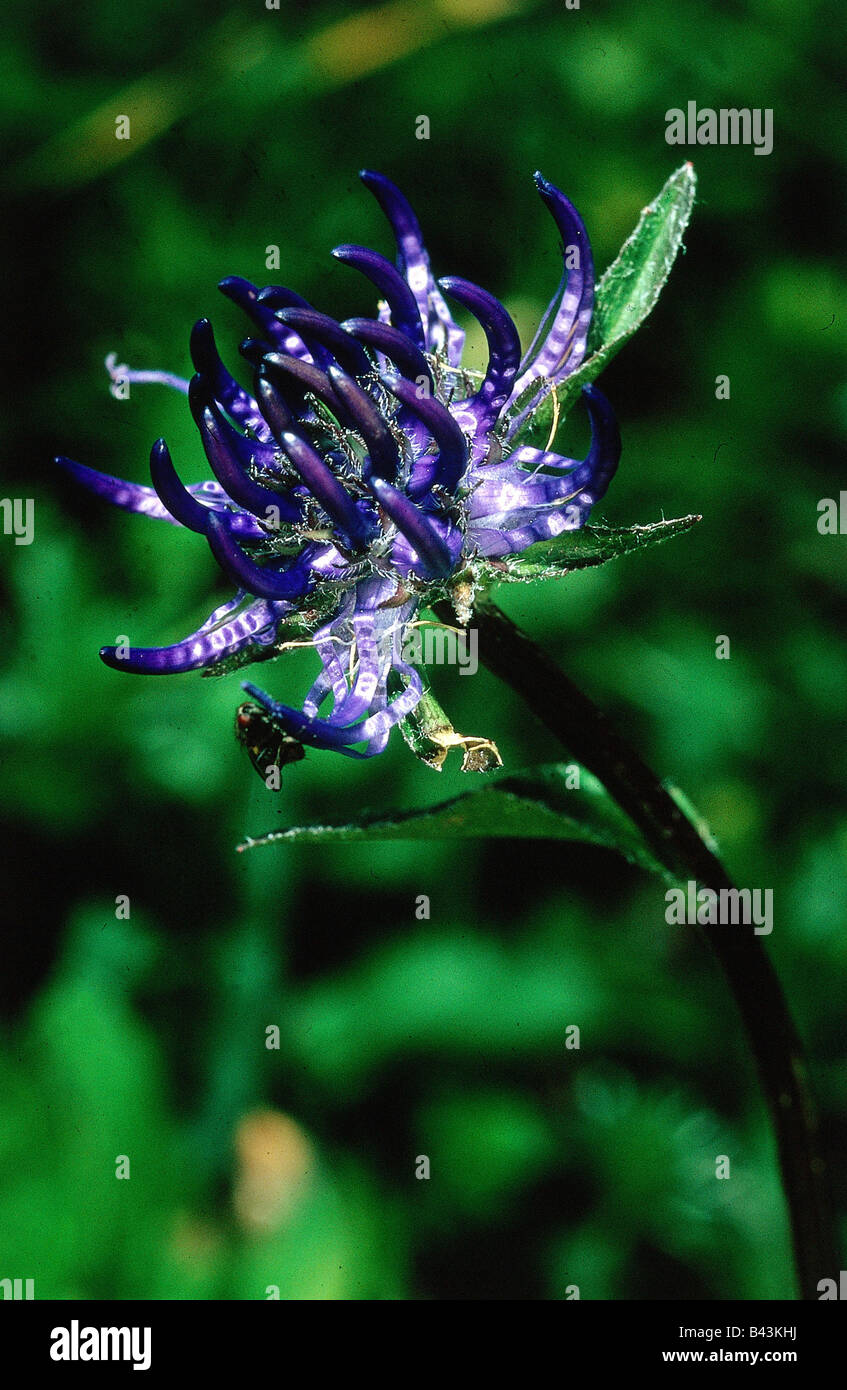 botany, Rampion, (Phyteuma), Round-headed Rampion, (Phyteuma ovatum), blue blossom, detail, close-up, Additional-Rights-Clearance-Info-Not-Available Stock Photo