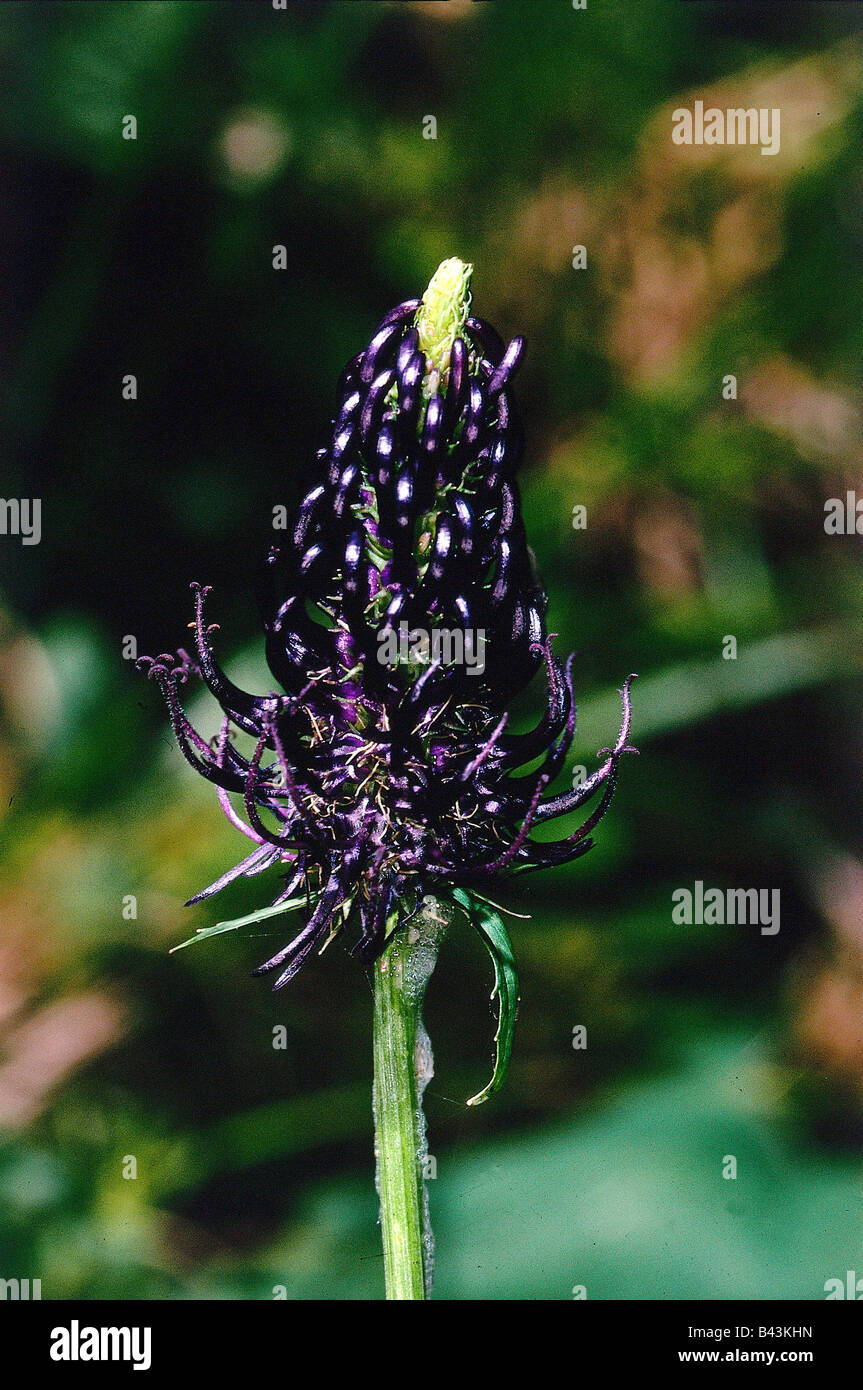 botany, Rampion, (Phyteuma), Horned Rampion, (Phyteuma hemisphaericum), blossom, detail, close-up, Additional-Rights-Clearance-Info-Not-Available Stock Photo