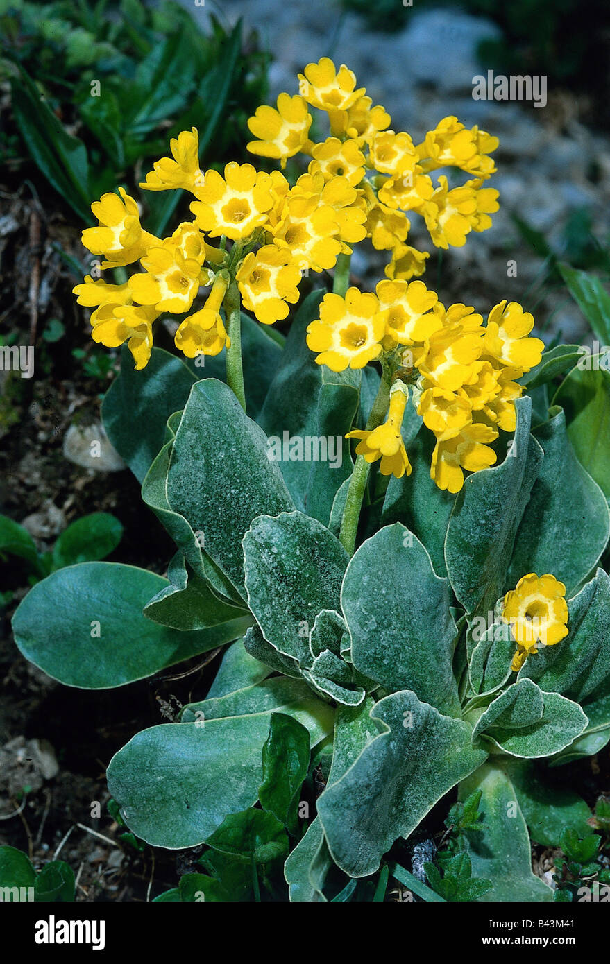 botany, primrose, (Primula), Auricula, (Primula auricula), yellow blossoms, Lechtal, Additional-Rights-Clearance-Info-Not-Available Stock Photo