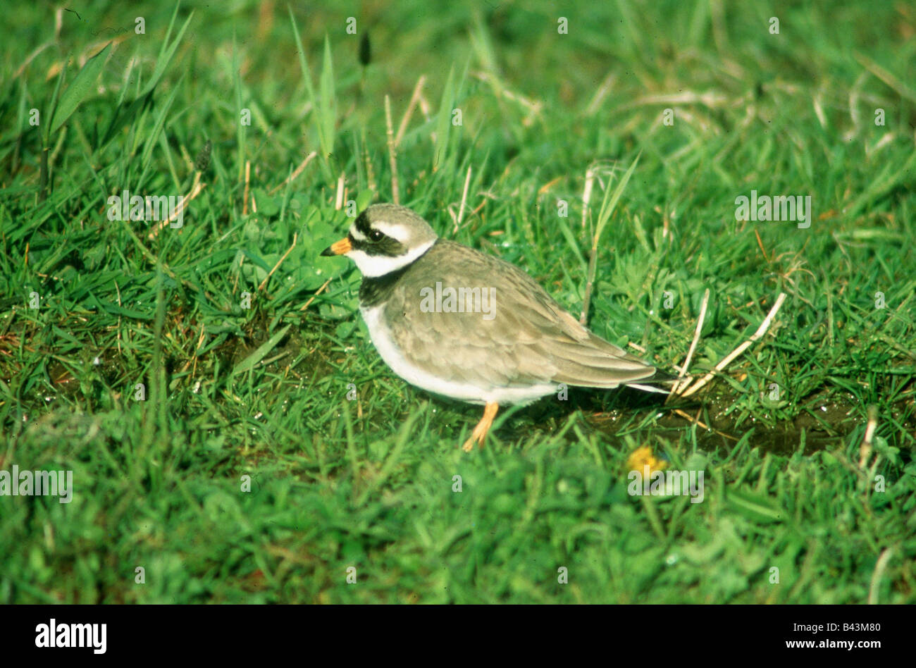 zoology / animals, avian / bird, Charadriidae, Ringed Plover (Charadrius hiaticula), standing in grass, Texel, Netherlands, distribution: Europe, Additional-Rights-Clearance-Info-Not-Available Stock Photo