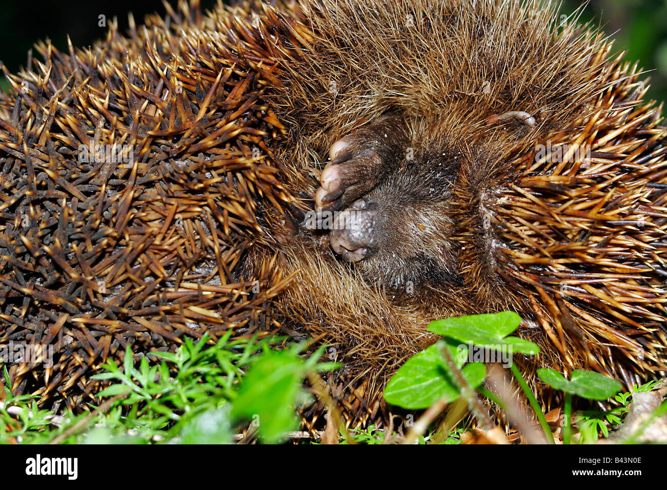 Hedgehog Hibernating Stock Photos & Hedgehog Hibernating Stock Images Alamy