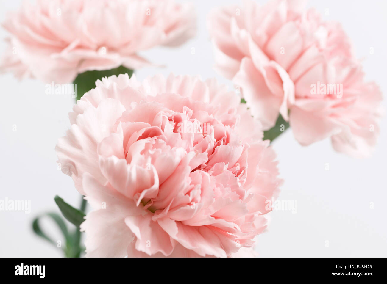 Pink Carnation Flowers Stock Photo Alamy