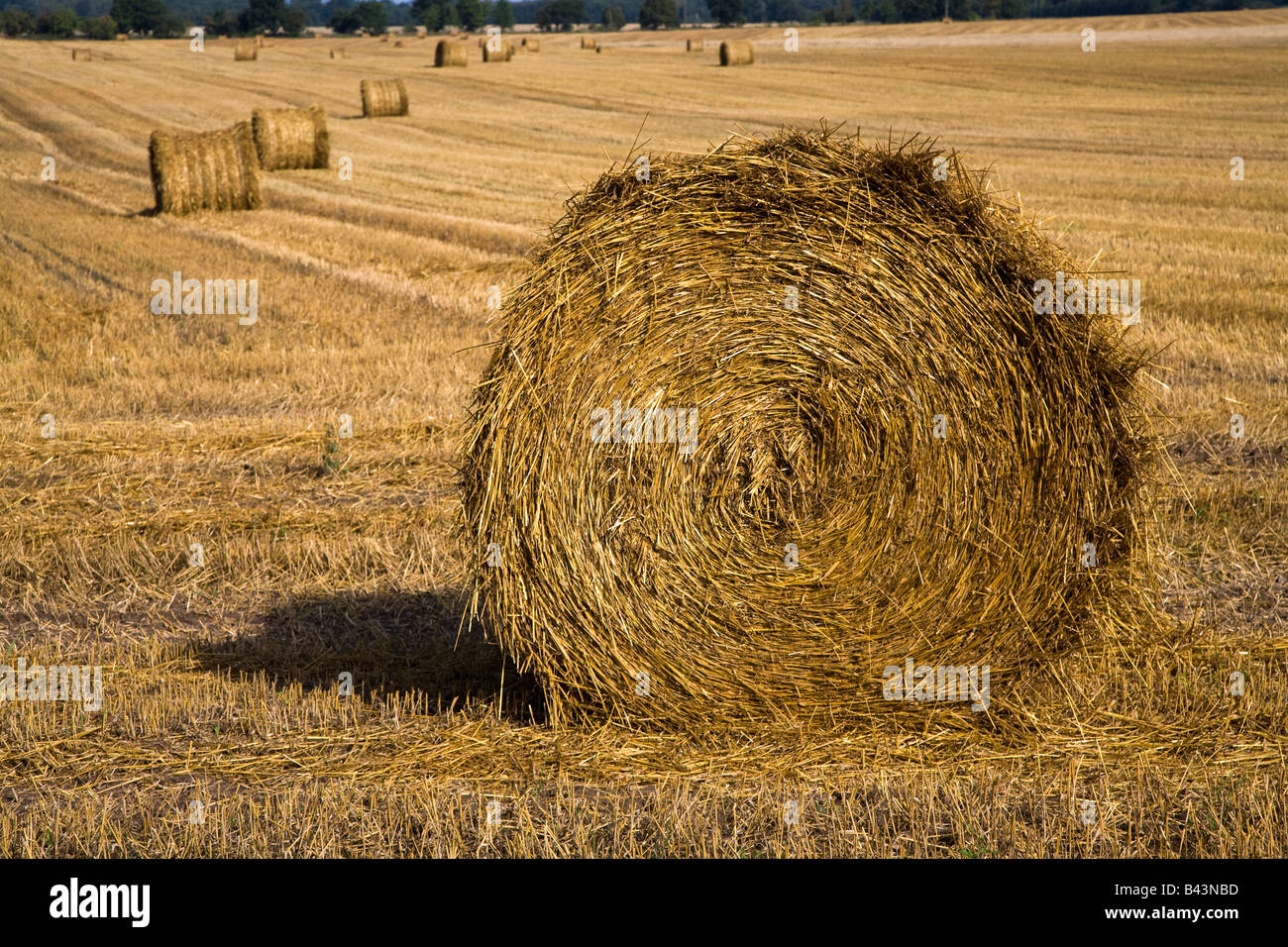 Hay bale in mown field Poland Stock Photo