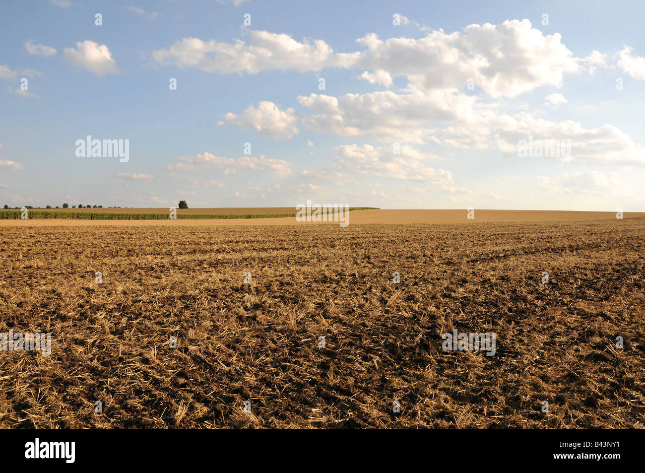 Large piece of stubble field bounded by maize in the distance with blue sky and white clouds above. Stock Photo