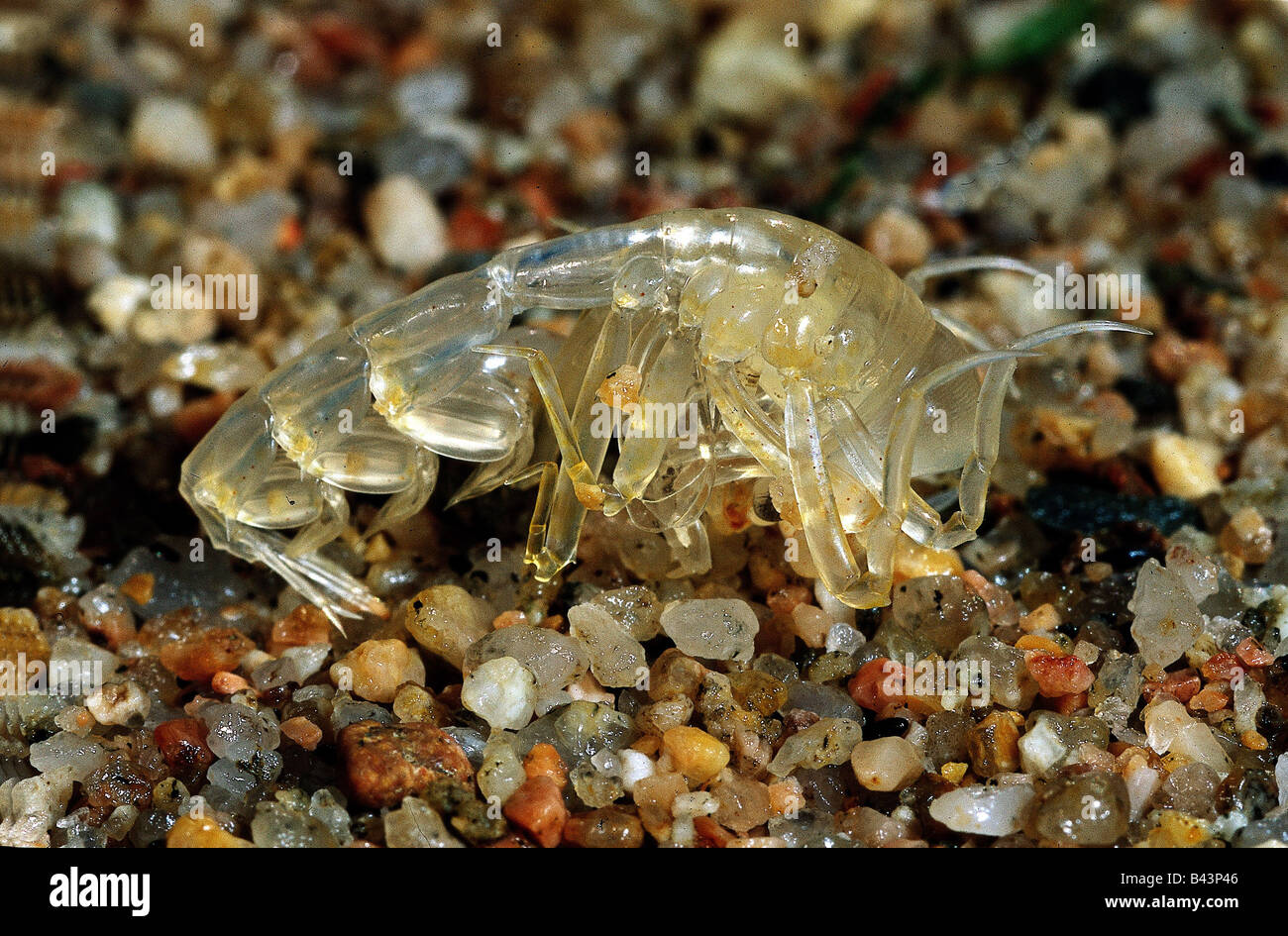 zoology / animals, shellfish / crustacean, Gammarus pulex, (Gammarus fossarum), on stones, distribution: Central Europe, Additional-Rights-Clearance-Info-Not-Available Stock Photo