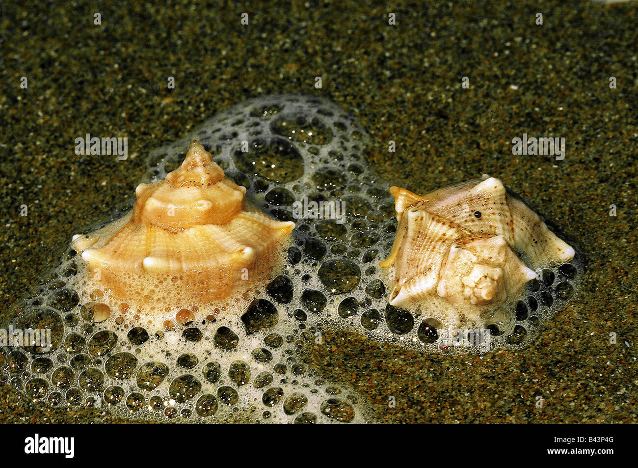 zoology / animals, mollusc, snails, (Gastropoda), Muicidae, Dye Murex, (Murex brandaris), two snails in water, distribution: Mediterranean, Additional-Rights-Clearance-Info-Not-Available Stock Photo