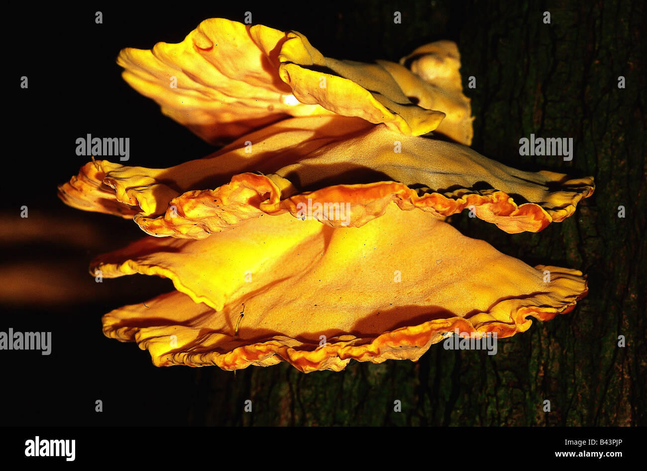 botany, fungi, Polyporales, (Polyporus), Chicken of the Wood, (Laetiporus sulphureus), on tree, young, eatable, close-up, Buchhofen, Additional-Rights-Clearance-Info-Not-Available Stock Photo