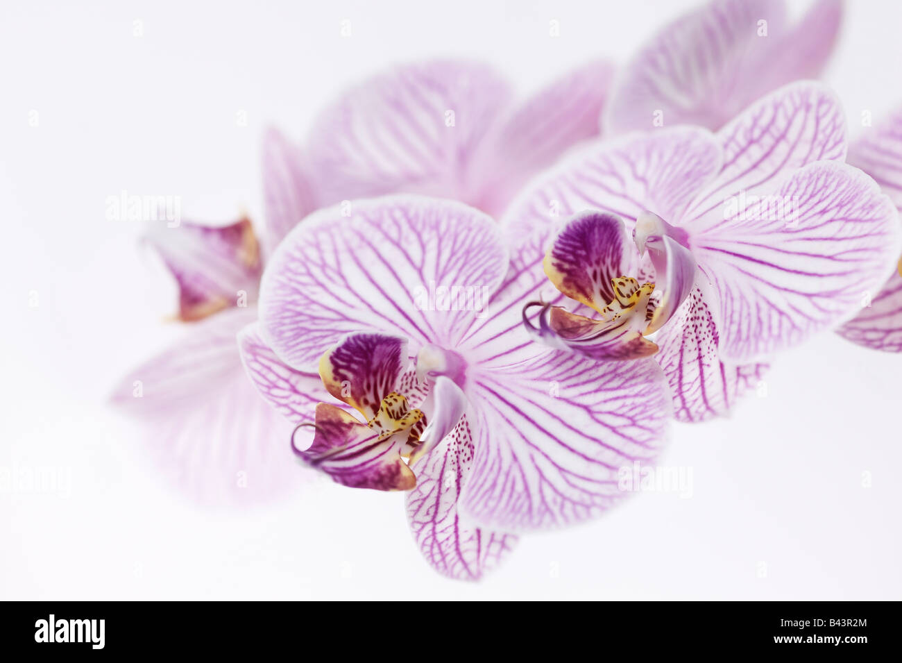 Pink and White Striped Phalaenopsis Orchid Flowers Stock Photo