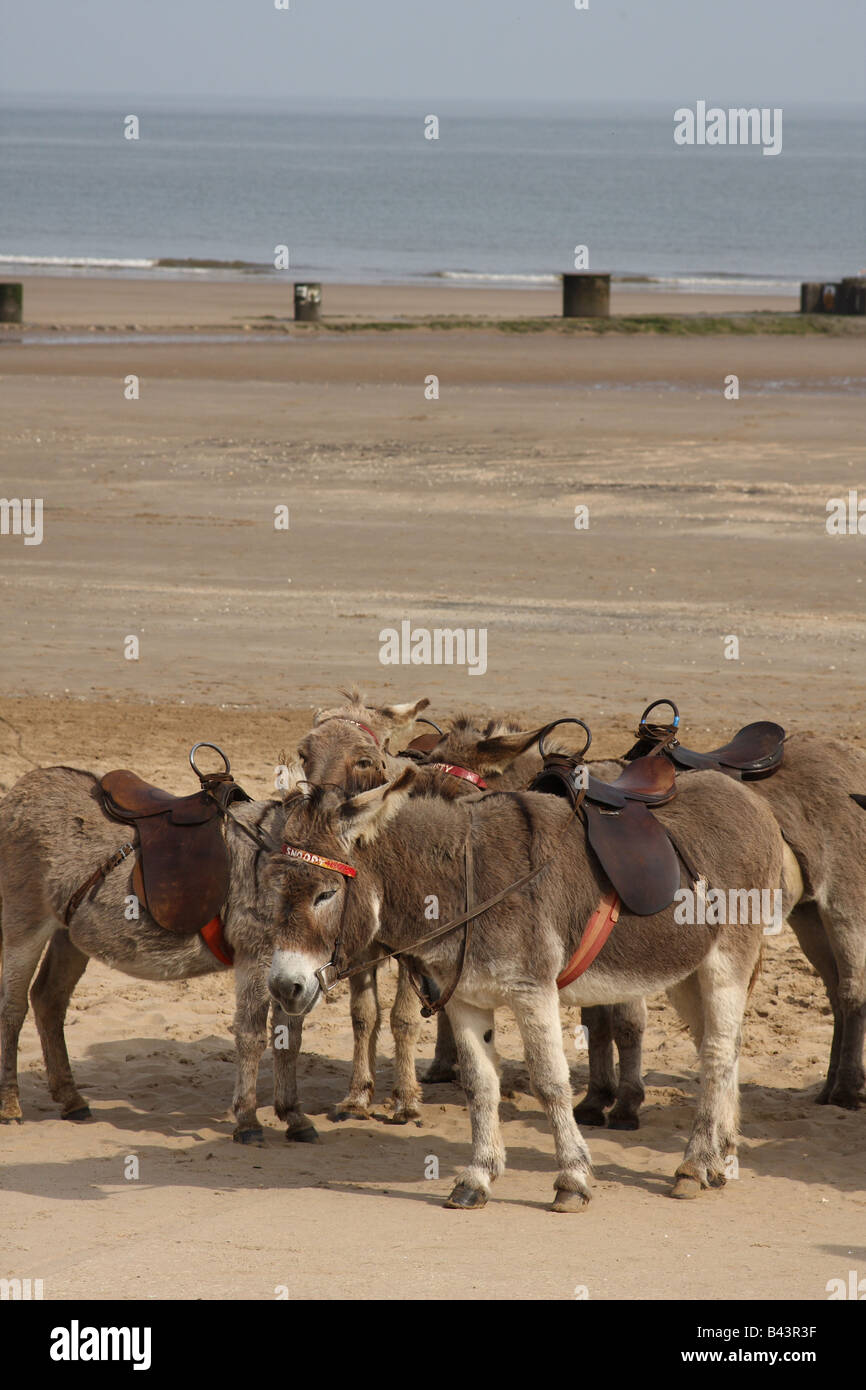 Donkeys on the beach at Mablethorpe, Lincolnshire, England, U.K Stock Photo