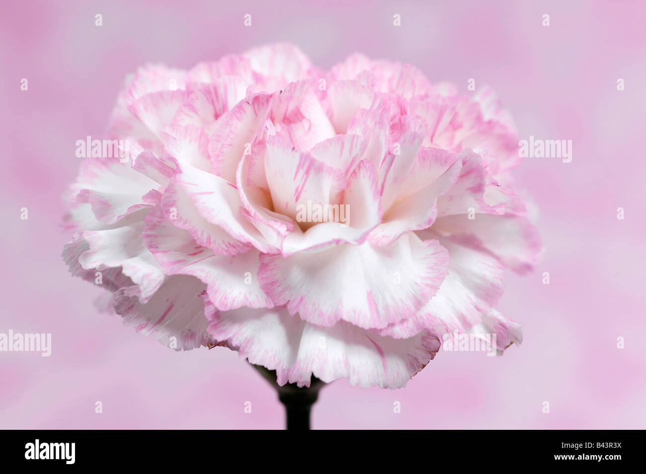 Pink and White Carnation Flower Stock Photo - Alamy