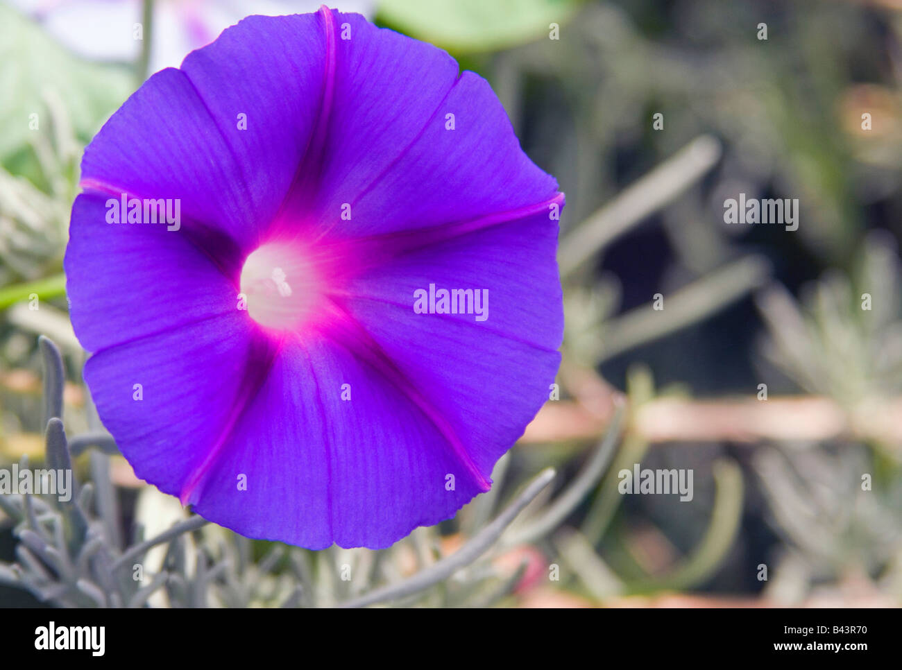 Close up of the purple flower in the garden Stock Photo - Alamy