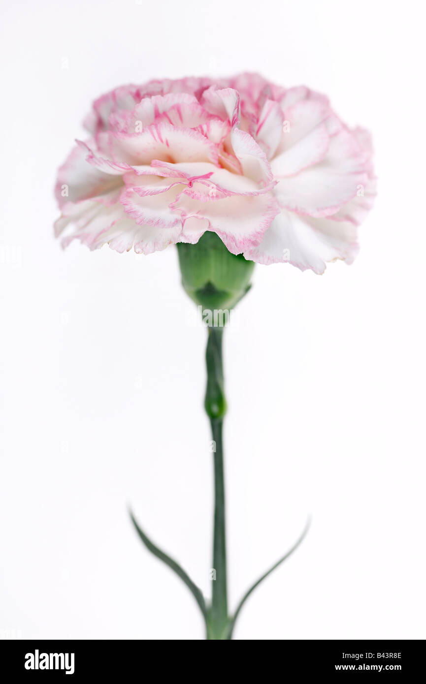 Pink and White Carnation Flower Stock Photo - Alamy