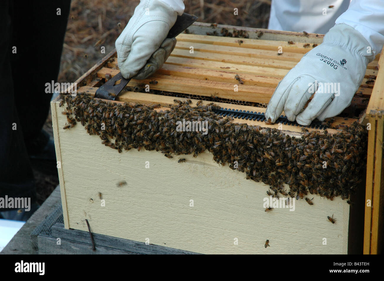 Removing a frame from a beehive. Stock Photo
