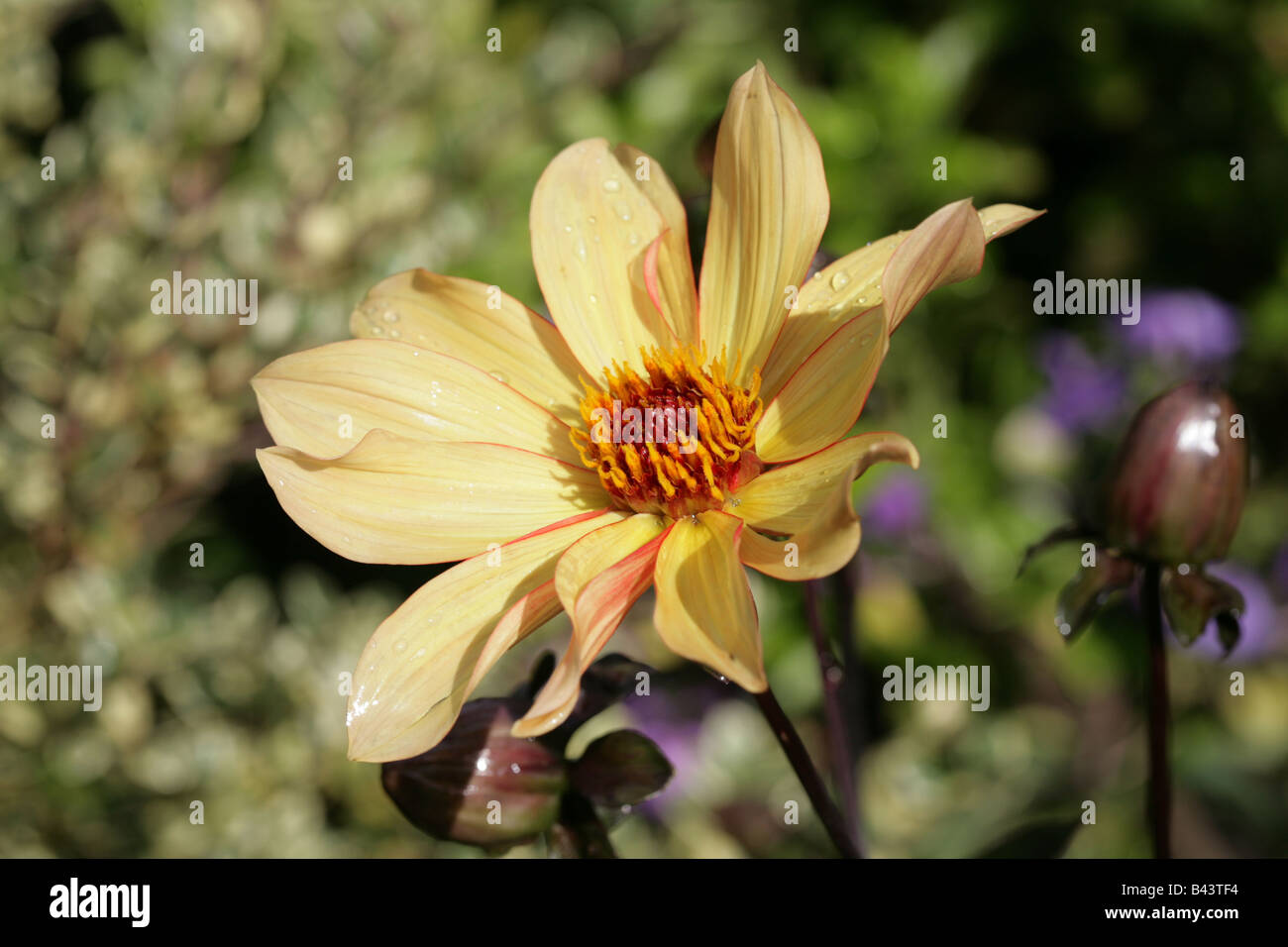 Dahlia, Bishop of York, garden, Cheshire, England Stock Photo
