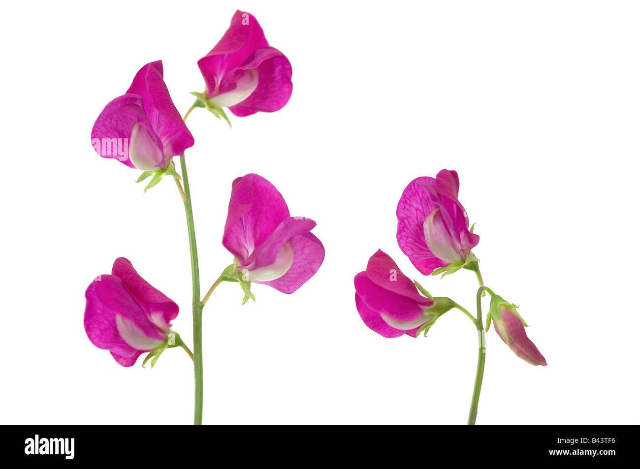 Sweet peas Lathyrus odoratus Stock Photo Alamy