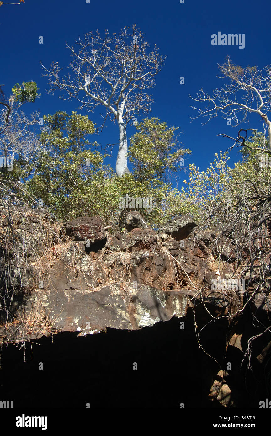 Vine thicket rainforest atop broken section of lava tube, Undara Volcanic National Park, Queensland, Australia Stock Photo