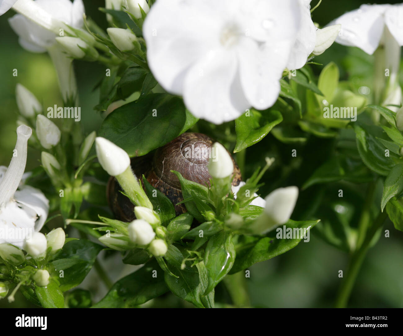 Commmon Garden Snail, Helicidae Helix aspersa, in a Cheshire Garden, England Stock Photo