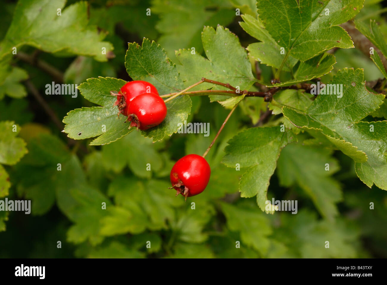 Hawthorn tree or bush Crataegus monogyna berries Midlands UK Stock Photo
