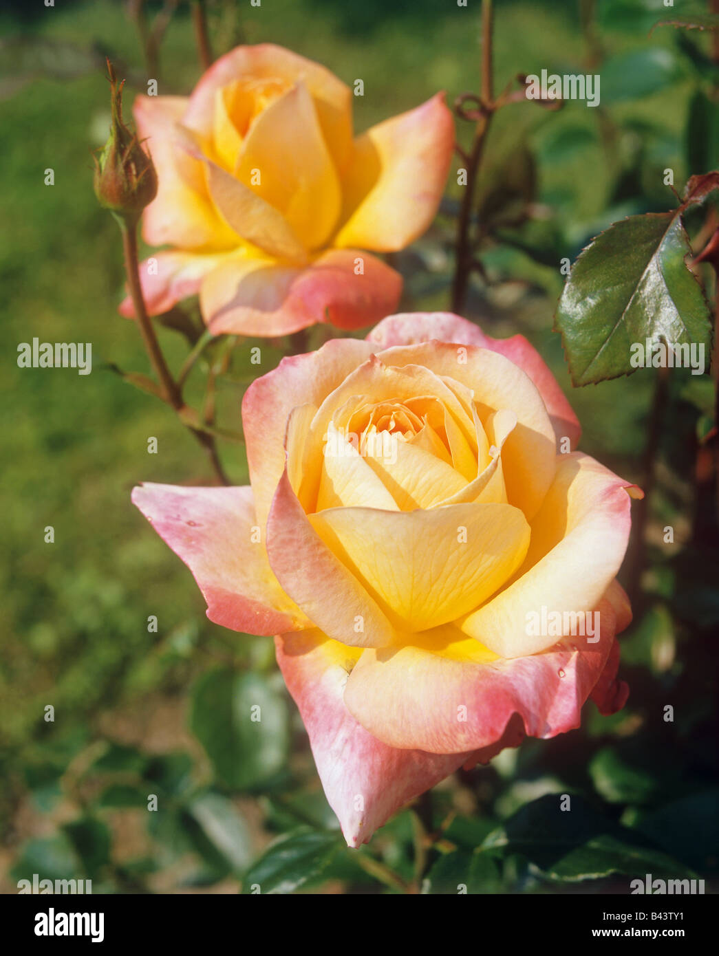 rose - blossom Stock Photo - Alamy