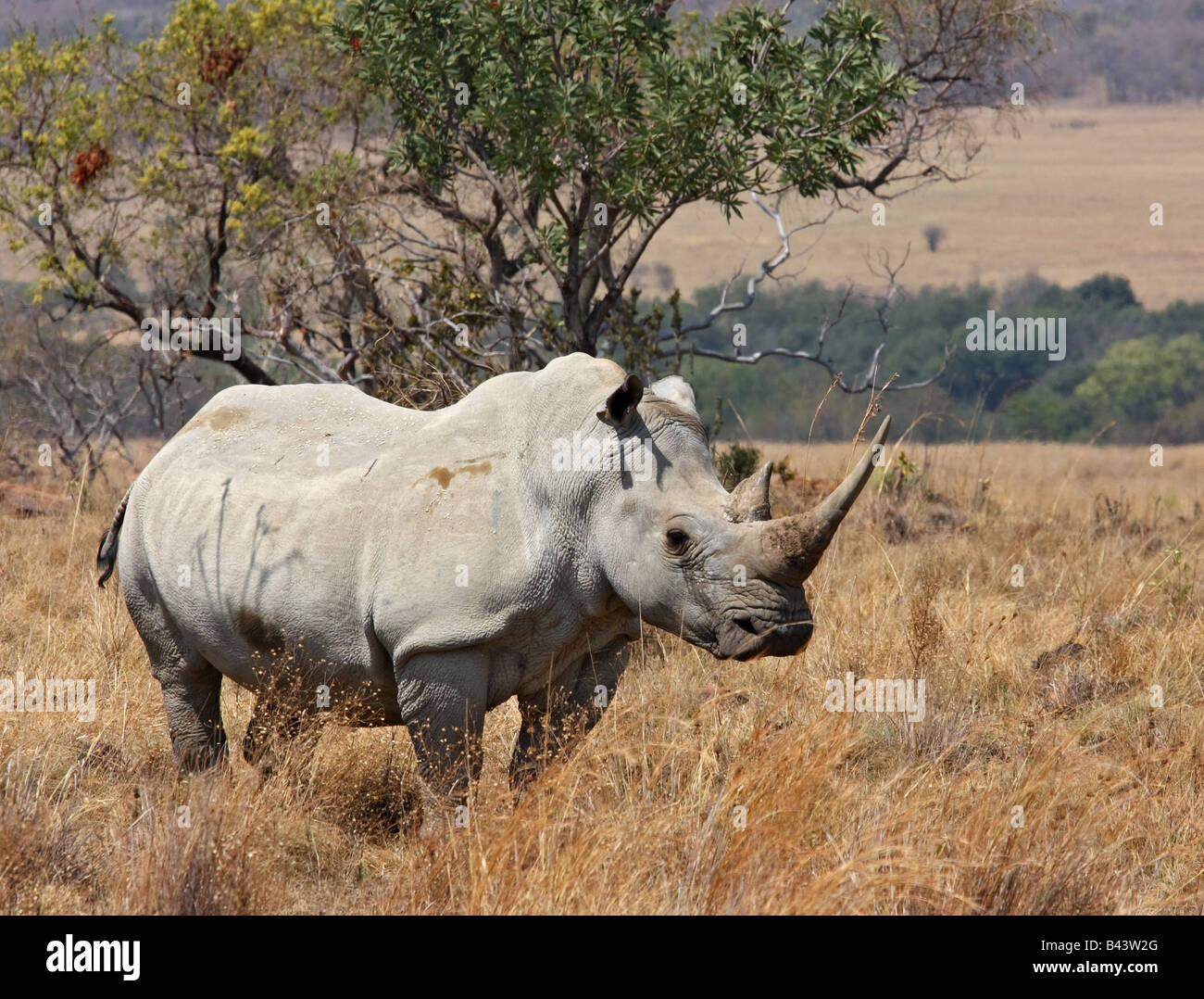 A picture of a white rhinoceros facing the camera Stock Photo